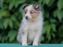 puppies