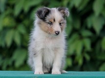 puppies