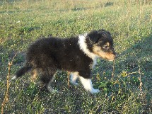 puppies