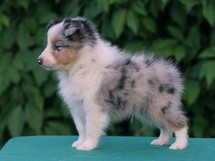 puppies