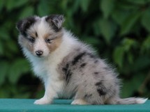 puppies