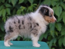 puppies