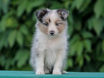 puppies