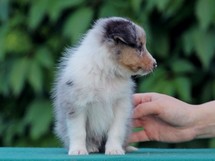 puppies