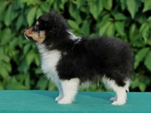 puppies