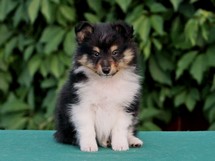 puppies
