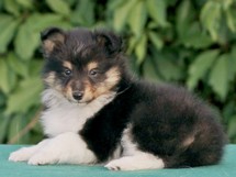 puppies