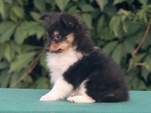 puppies