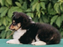puppies