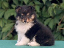 puppies