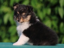 puppies