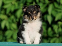 puppies