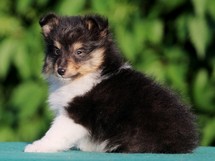 puppies