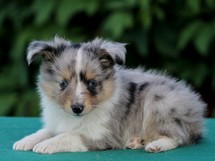 puppies