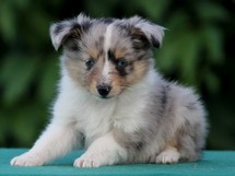 puppies
