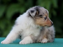 puppies