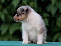 puppies