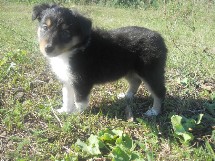 puppies