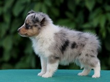 puppies