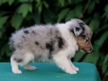 puppies