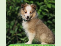 puppies