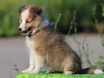 puppies