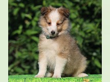 puppies
