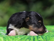 puppies