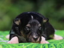 puppies