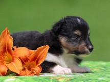 puppies