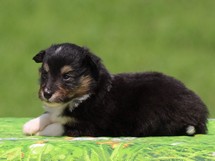 puppies