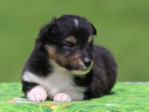 puppies