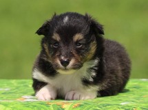 puppies