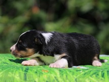 puppies