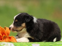 puppies