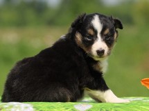 puppies