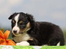 puppies