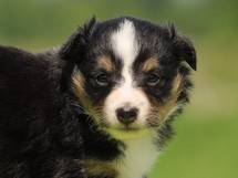 puppies