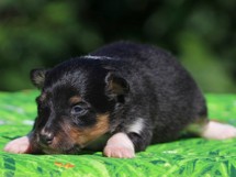 puppies