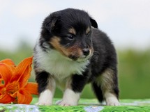 puppies