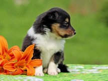 puppies
