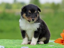 puppies