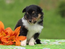 puppies