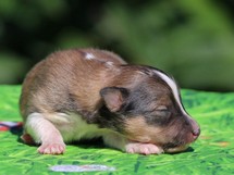 puppies