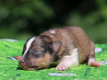 puppies