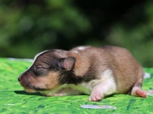 puppies