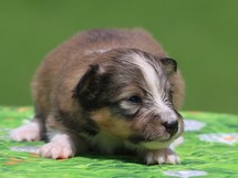 puppies