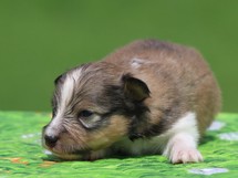 puppies