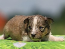 puppies