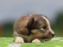 puppies